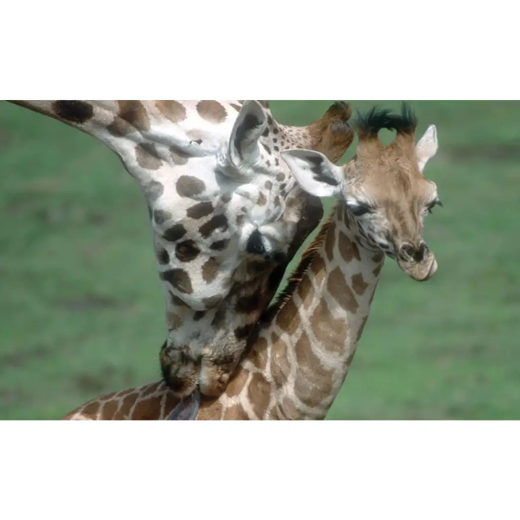 Állatok és kicsinyeik diafilm kép 2