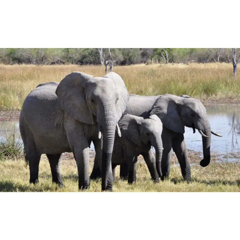 Állatok és kicsinyeik diafilm kép 3